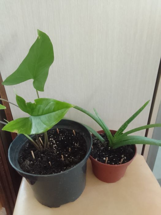 Продам комнатные цветы