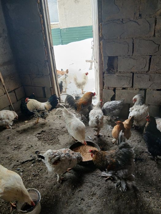 Продам петухов 3500тг