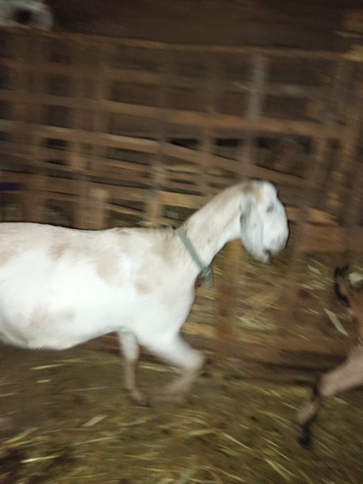 Vând două capre tinere anglo nubiene