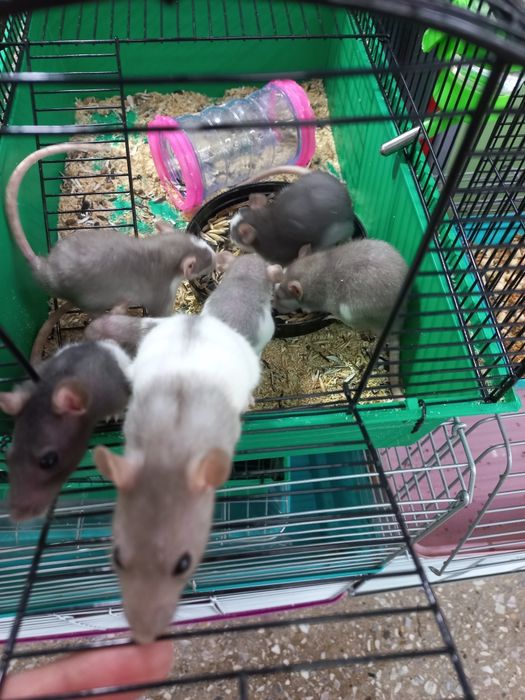 Декоративные крысы