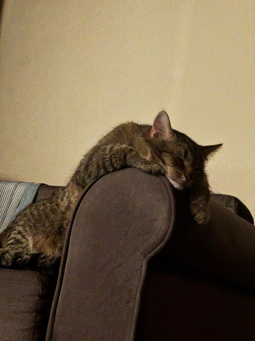 ВНИМАНИЕ!!! Отдам даром кошку