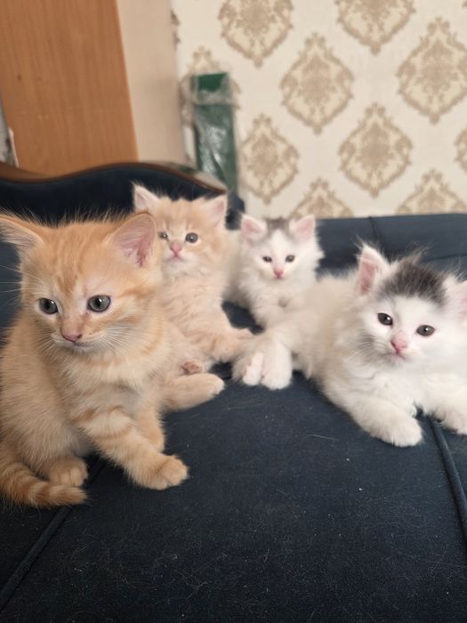 Котята в хорошие руки