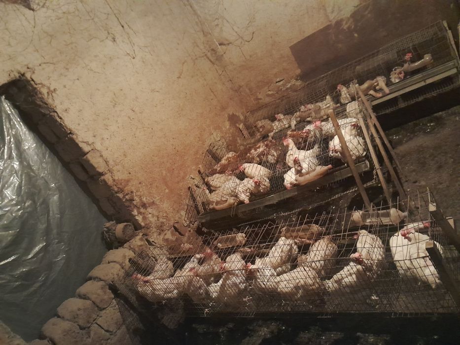 Sendi tovuqlari sotiladi