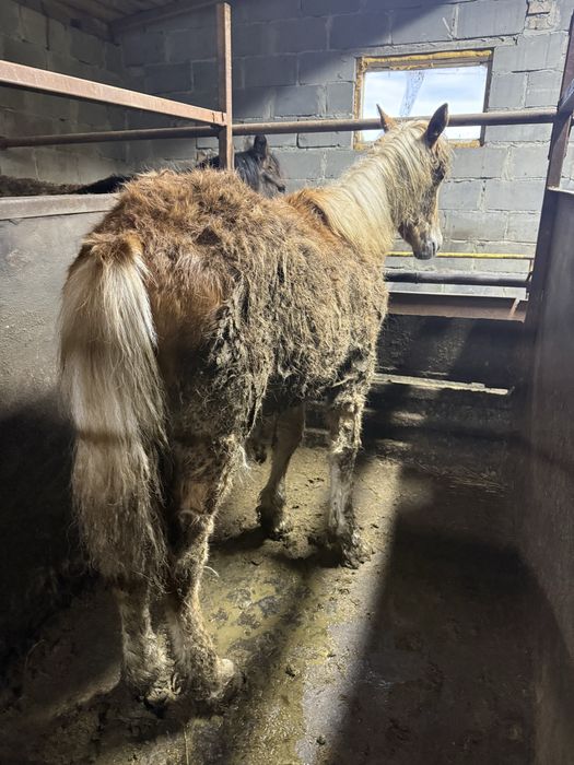 Лошади с откорма на развод.