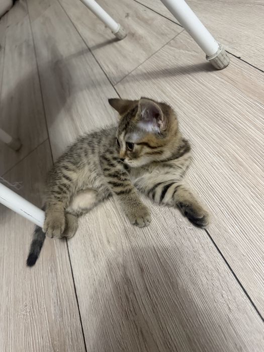 Продаем очаровательных шотландских котят!