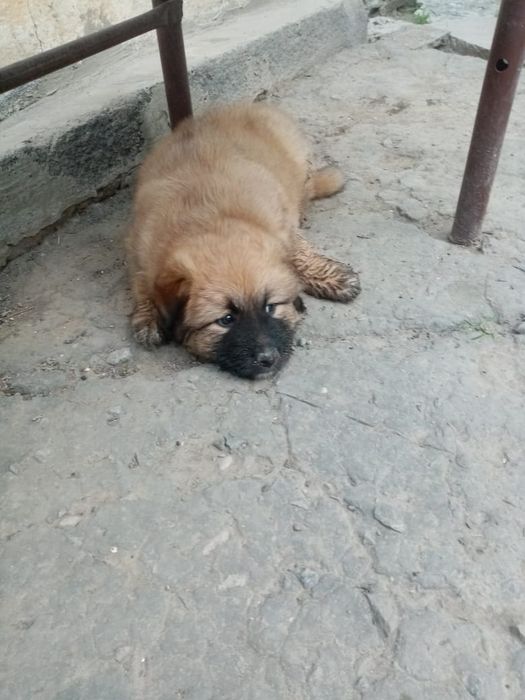 Щенок мальчик два месяца