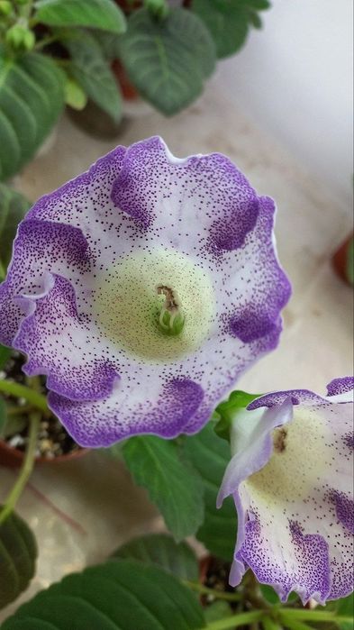 Продаются детки глоксиний