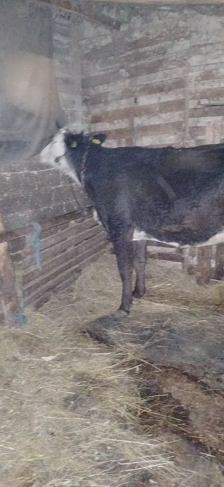 Vând vaca baltata românească