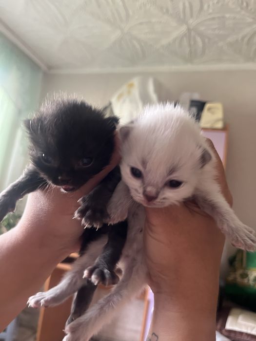 Отдам котят бесплатно