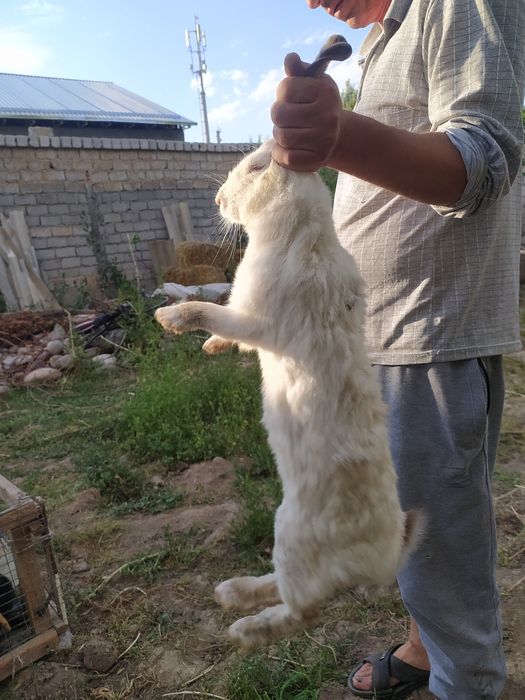 Срочно продаются 1 Крольчиха/3 крольчаты