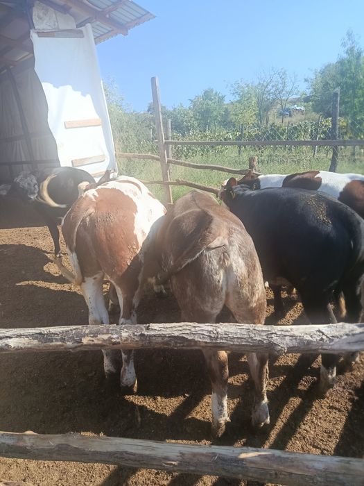 Viței de vânzare