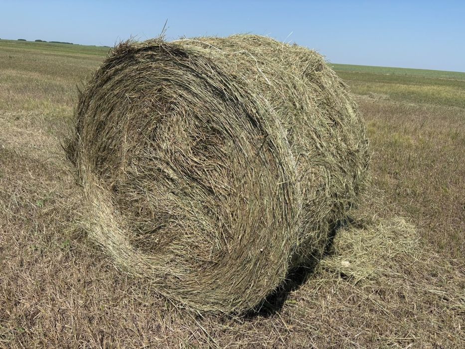 Продам сено в рулонах 10000тг