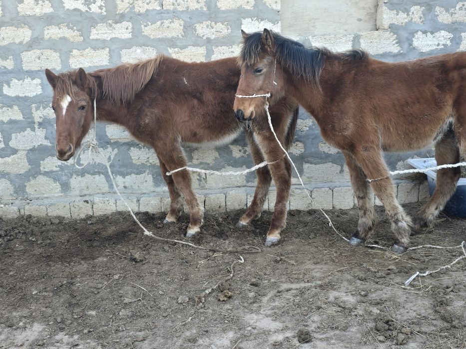 Семіз жабағы сатлады