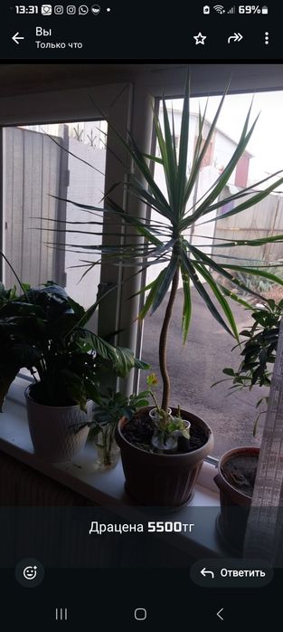 Продам цветы от 3000тг-6000