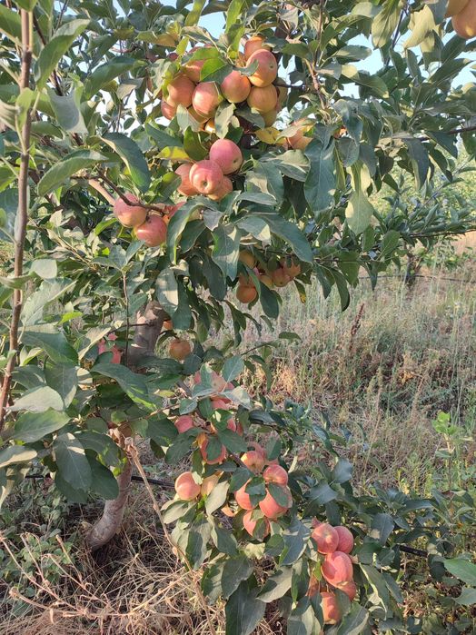 Сухофрукты яблоко, 1-й, 2-ой сорт