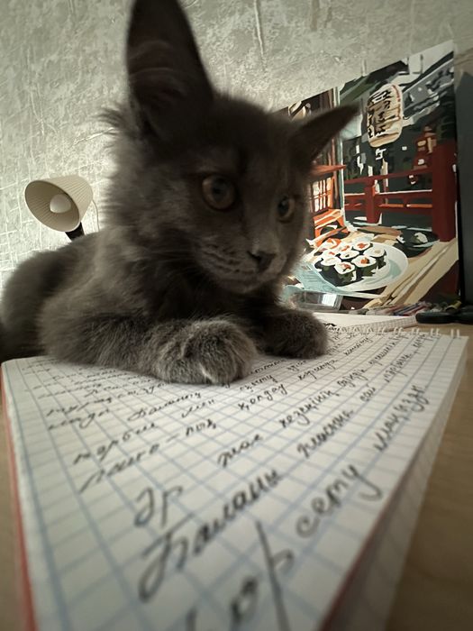 отдам котенка. Мальчик
