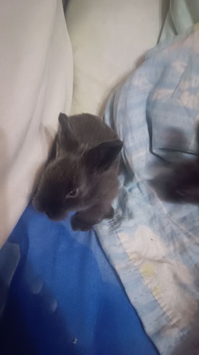 Продам карликовых кроликов