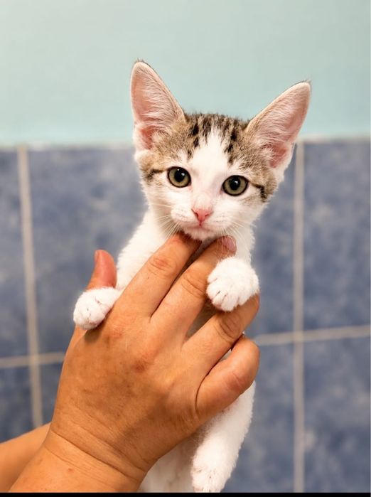 Пристраиваются котята