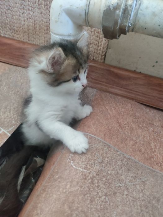 Дарим котят шустрых