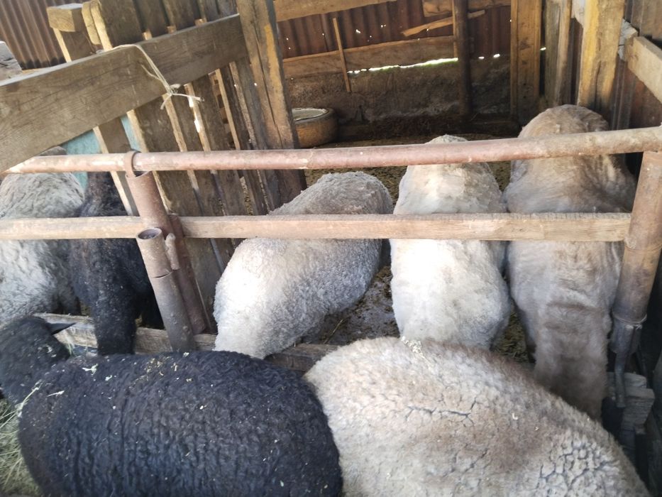 Продам домашних жирных баранов стоят дома на откорме