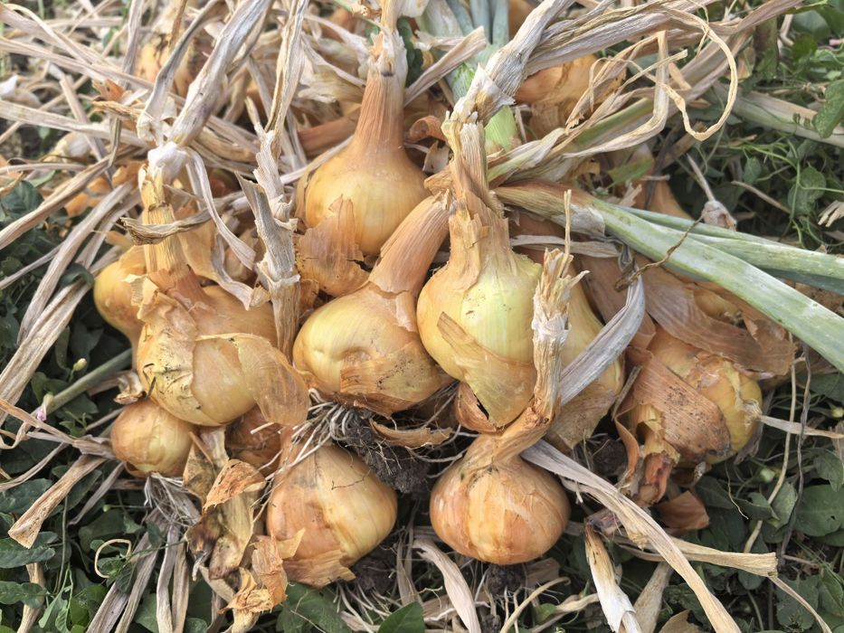 Домашен градински лук