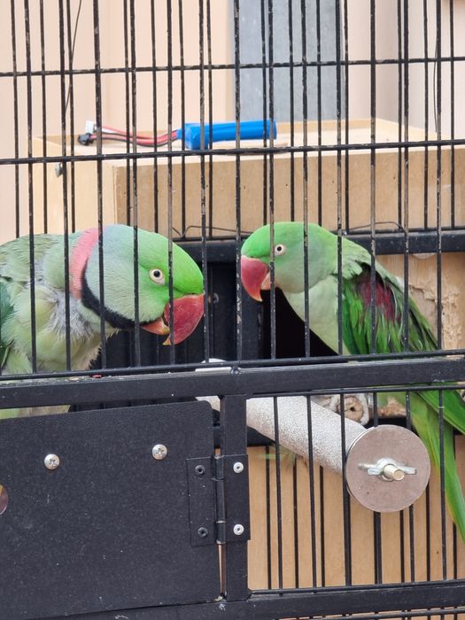 Александрийский попугай пара