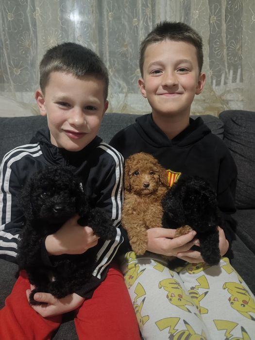 Чистокръвен ТОЙ пудел черен мъжки