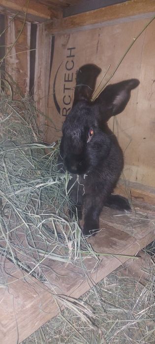 Кролики продаются