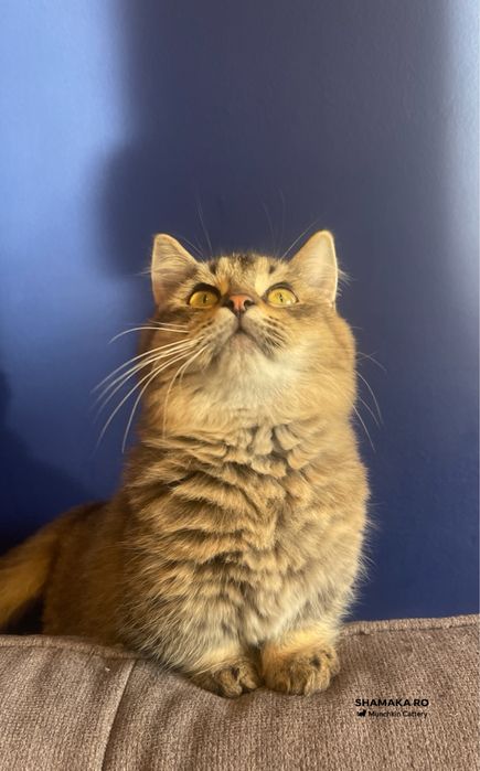 Munchkin cu picioare scurte cu pedigree