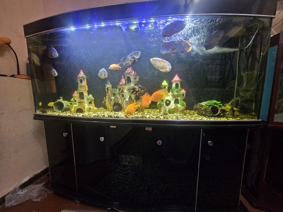 Srochniy Akvarum sotiladi