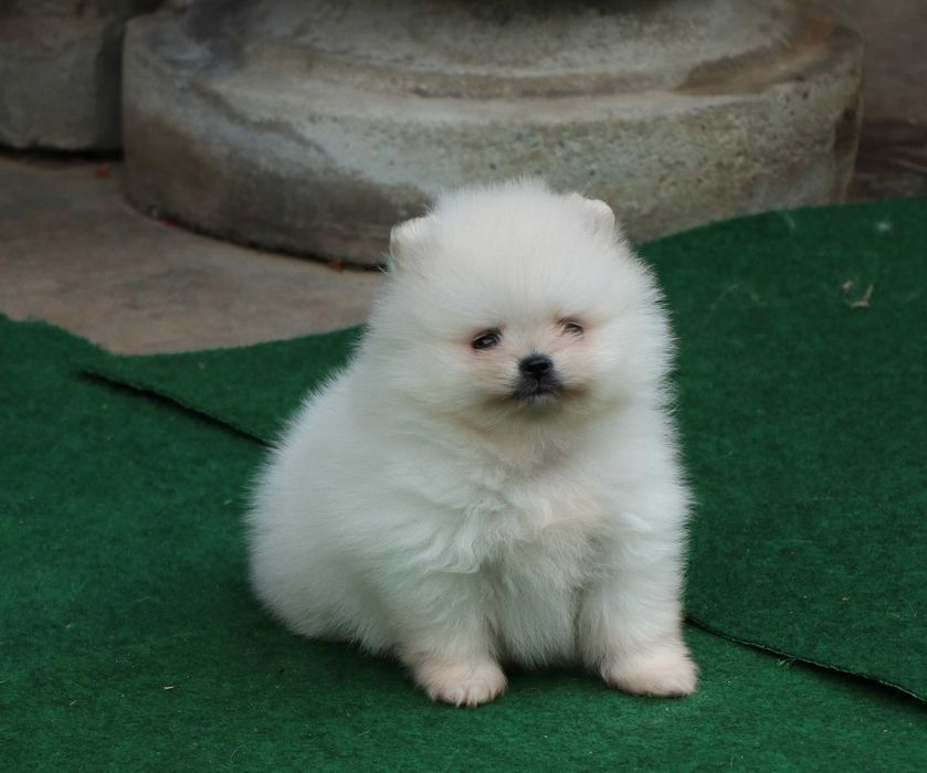 Pomeranian alb toy ,mini toy, cu pedigre FCI