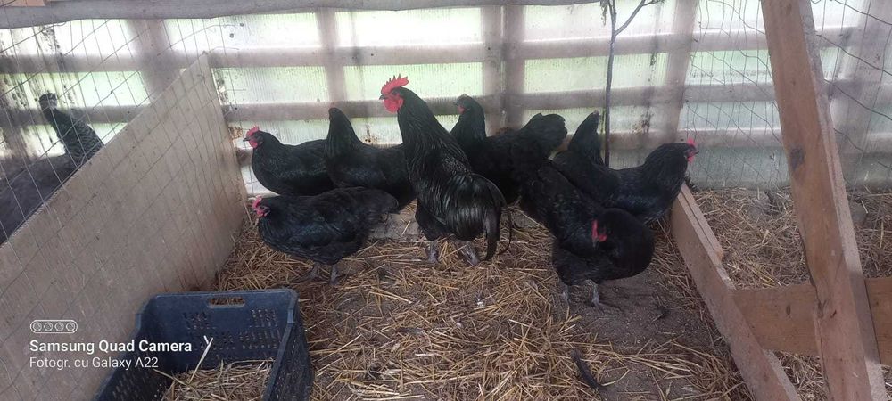 Oua pt incubat australop negru/ albastru