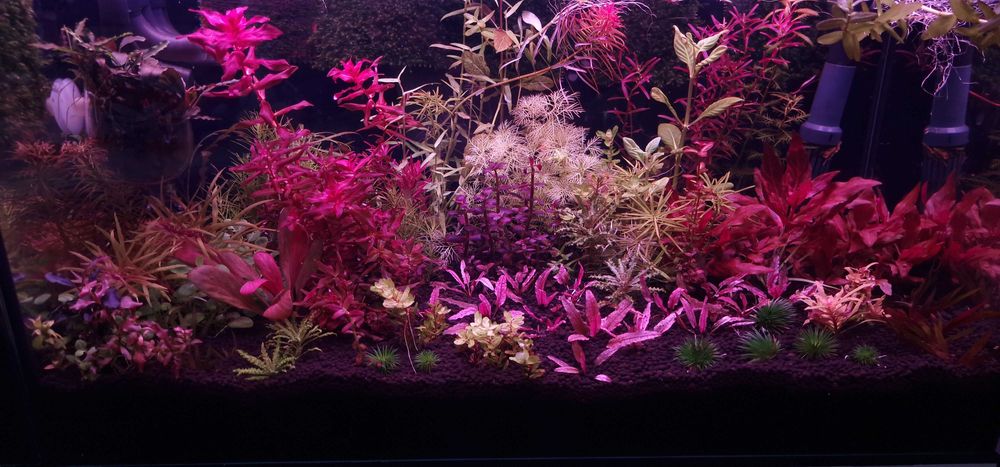 Plante naturale de acvariu + Gratis 10 Capsule Nutritive pt. Rădăcini