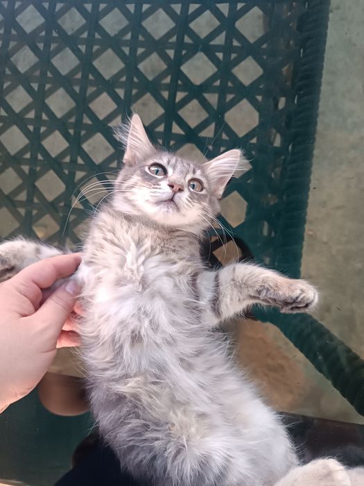 Отдам бесплатно котёнка 3 месяца