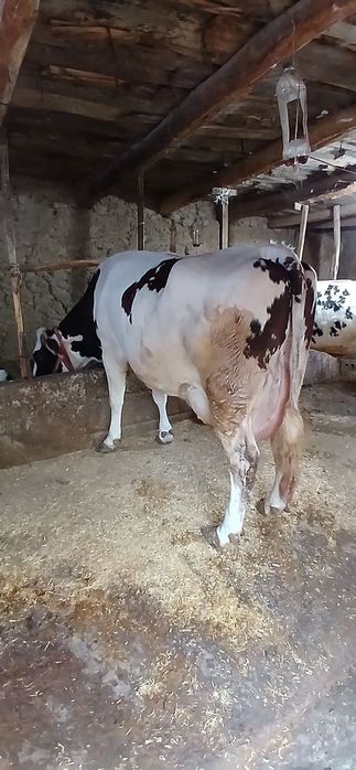 Sogʻin Sigir sotiladi 35 litr sut beradi