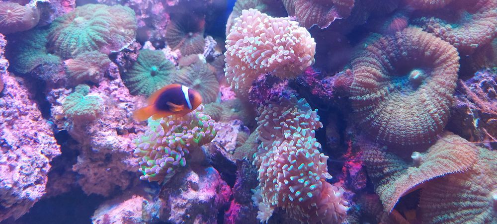 Vietuitoare de apa sarata