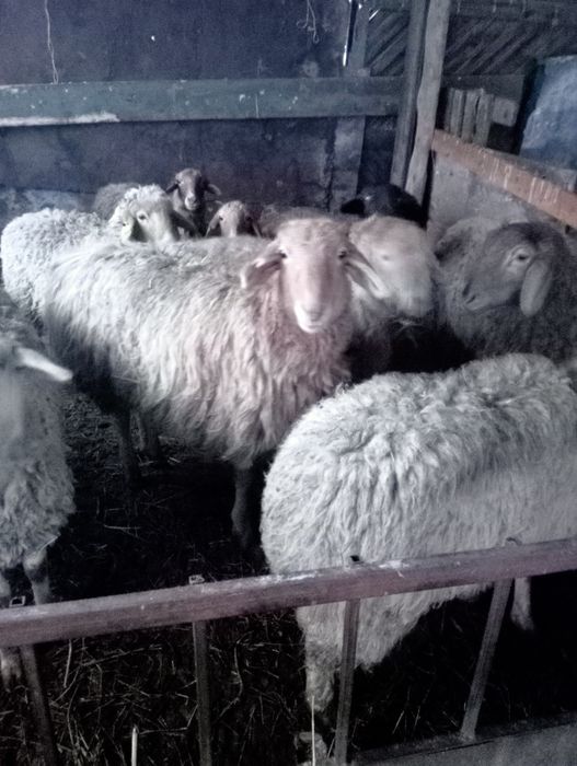 тоқты. тоқты.тоқты