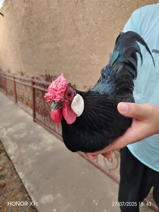 Oq zirak bir juft Xo'roz va tovuqg'i bilan sotiladi