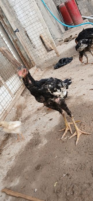 Dakang jo'jalar sotiladi