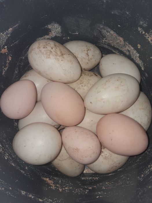 Oua de rata muta de incubat