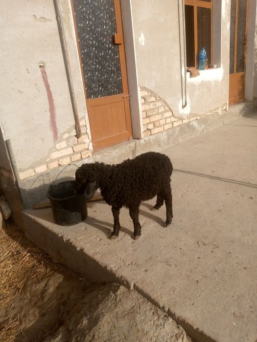 Bir nar bir moda qazoqi barra