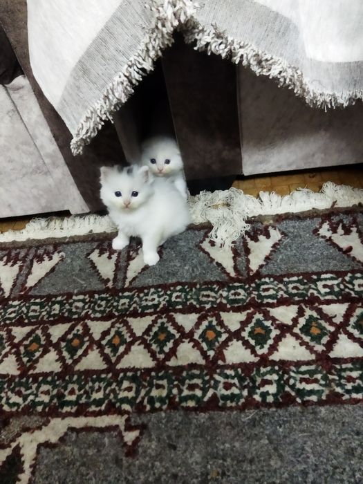 Продам трёх плюшевых котят