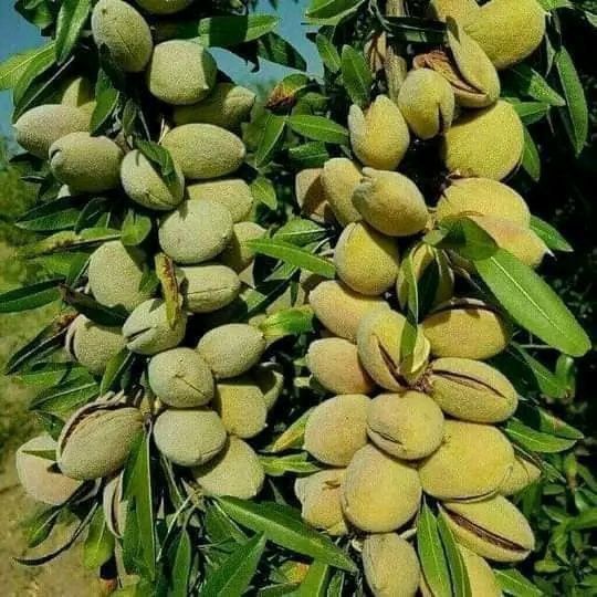 Sifatli mevali ko‘chatlar bor