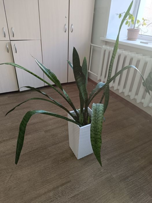 Цветы каждый стоит 30000 тг