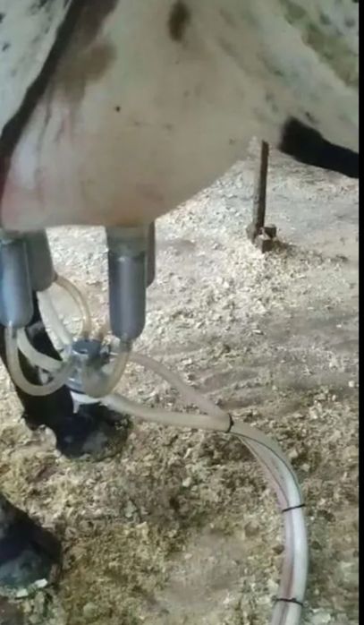 Племенные молочные коровы