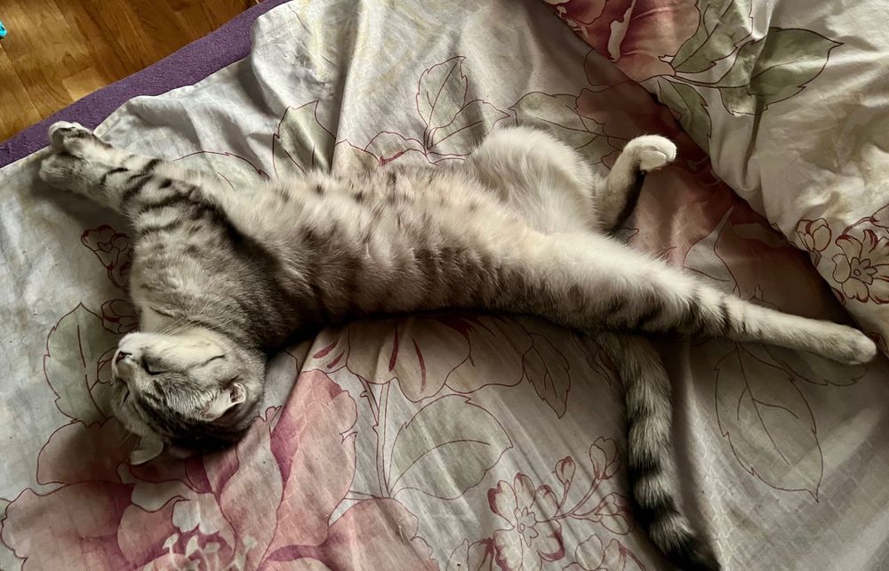 Кошка вислоухая (Бэлла)