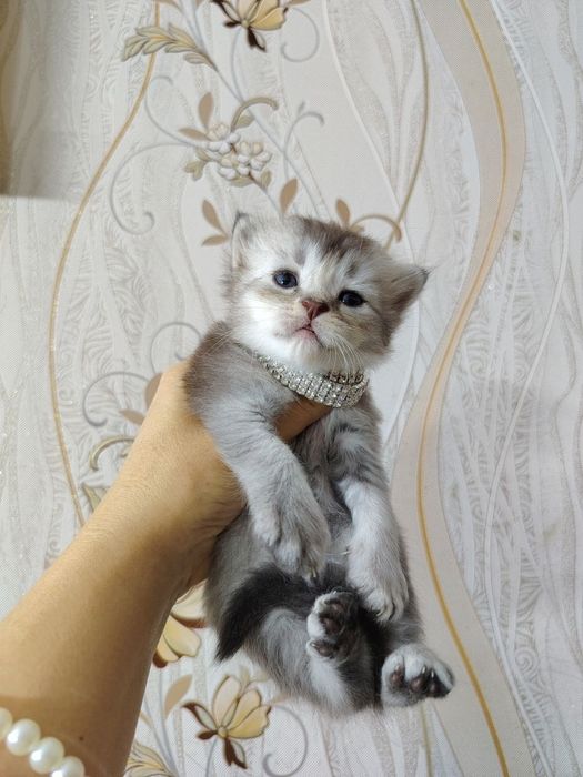 Котенок шиншила бронь