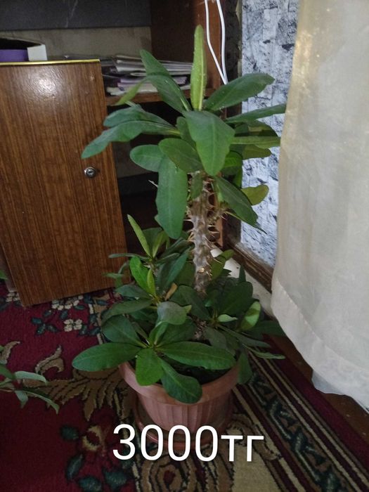 Үй гүлдерді гаршокпен