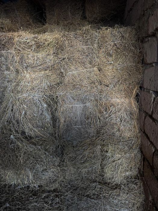 сабан шөп сатылады