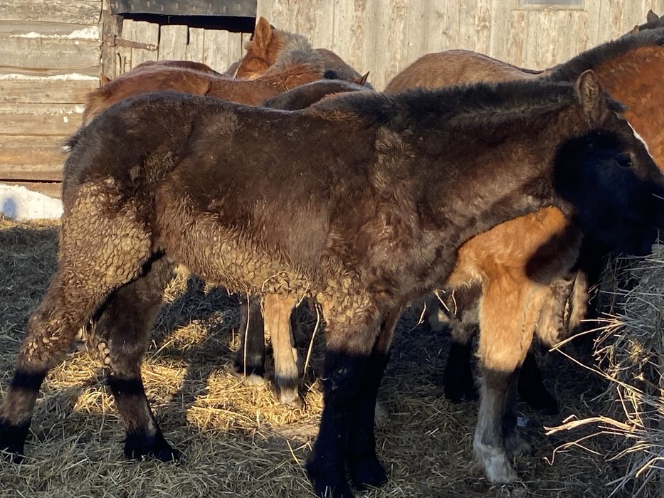 Продам жеребят 8-9 месяцев